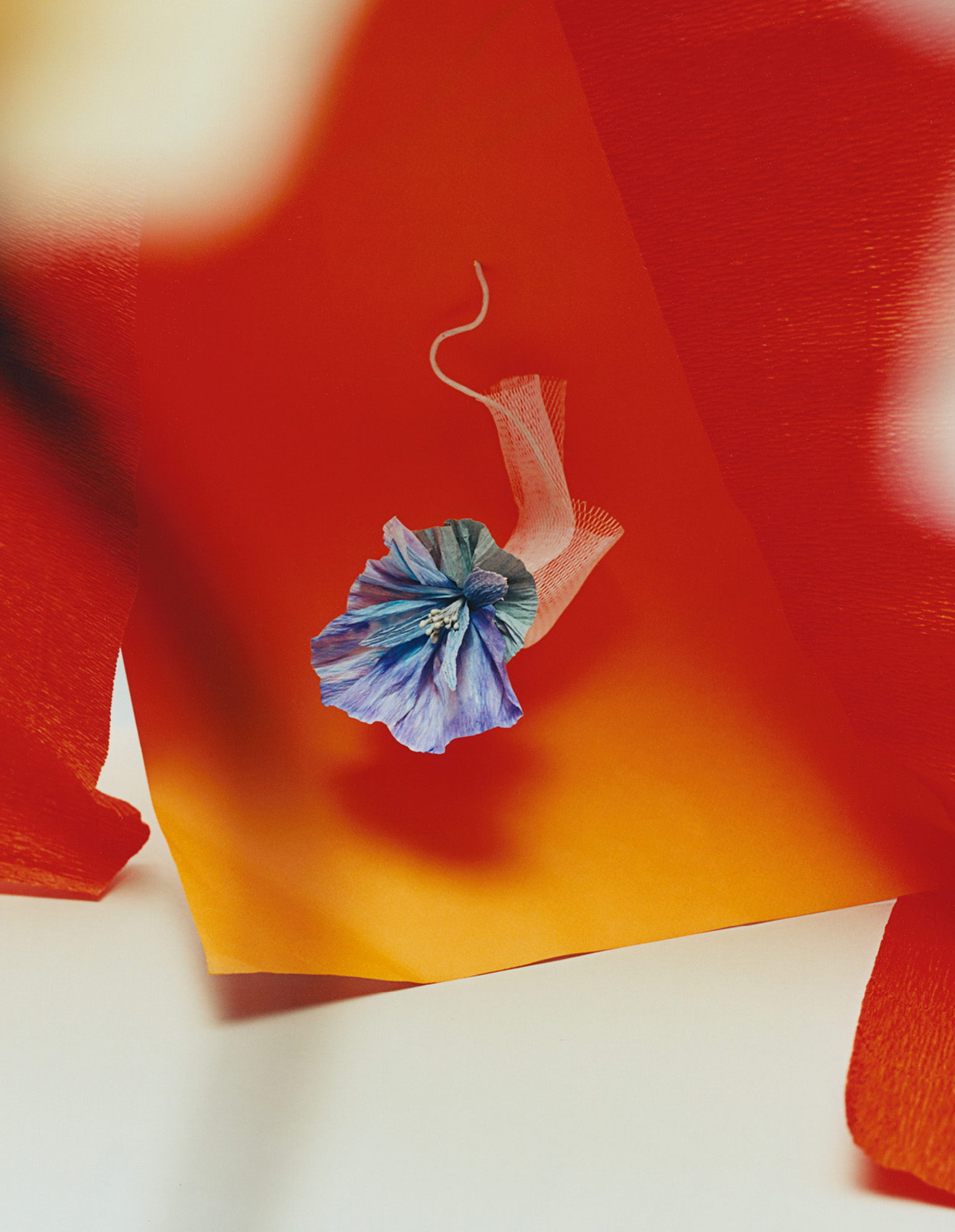 Blaue Blume vor roter Pappe