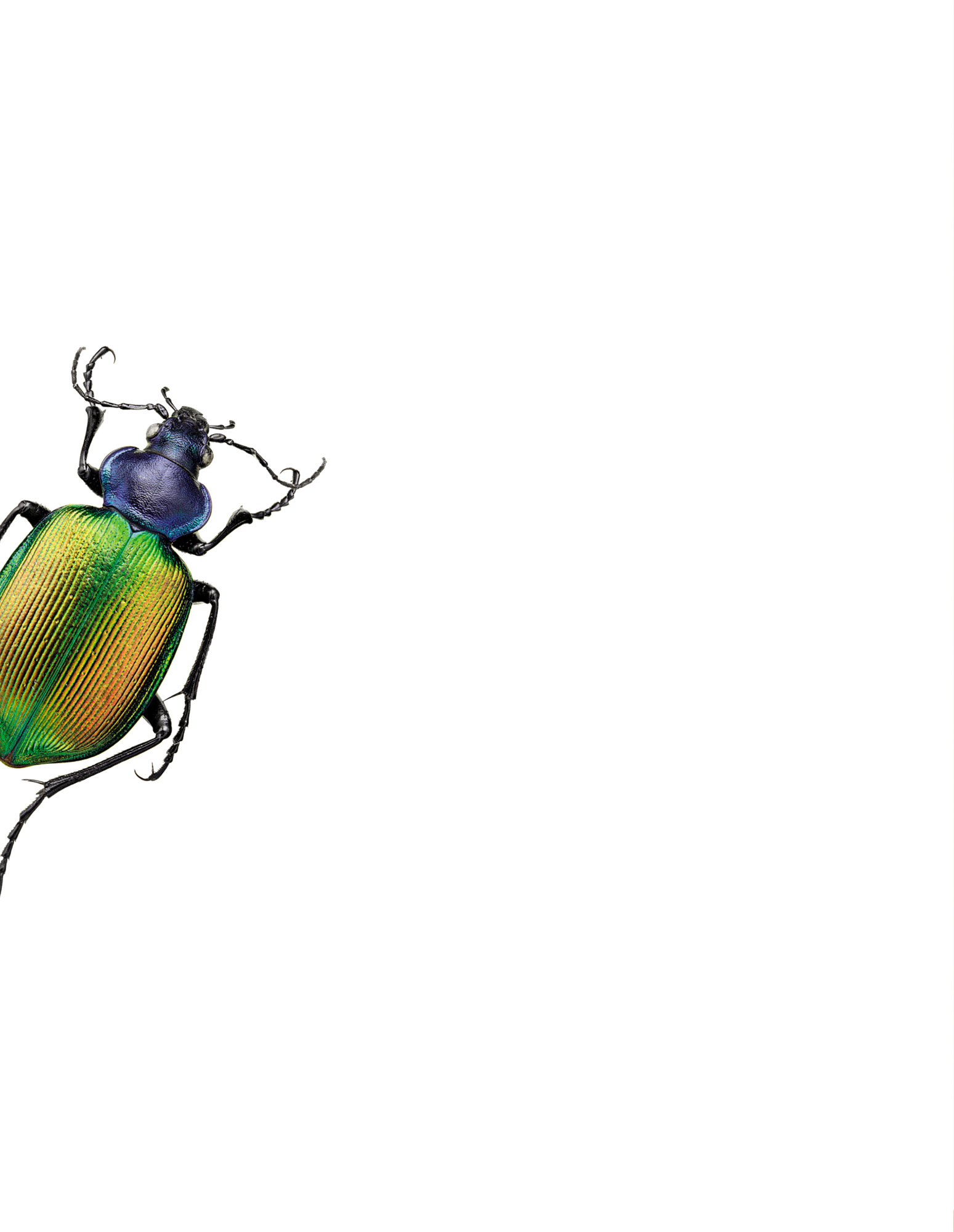 Käfer mit grünem Panzer