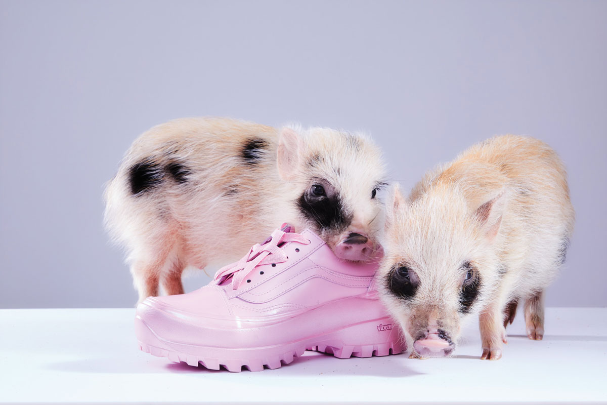 Zwei Schweine spielen mit rosa Schuh
