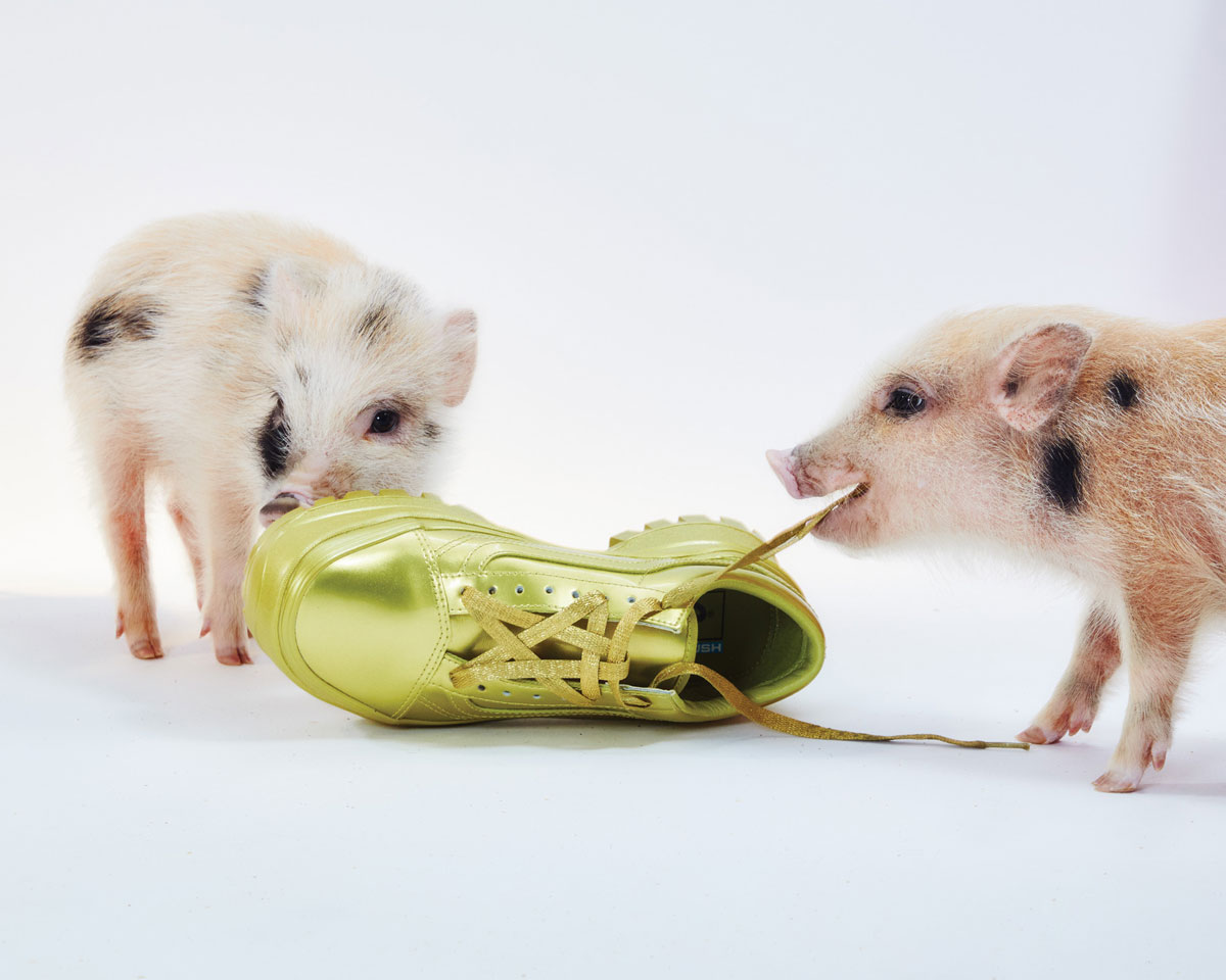 Zwei Schweine spielen mit Schuhschnürsenkel